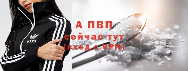 прущие грибы Пересвет